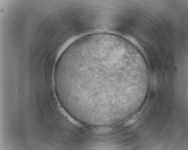 X0000065241294200603031729