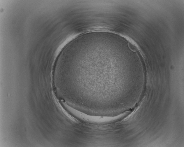 X0000065241333200603031729