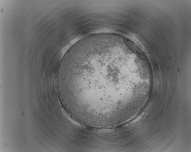 X0000065241337200603031729