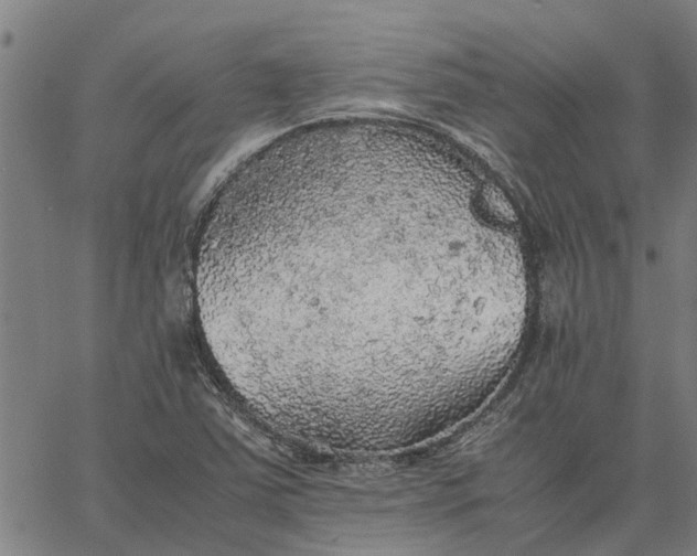 X0000065241363200603031728