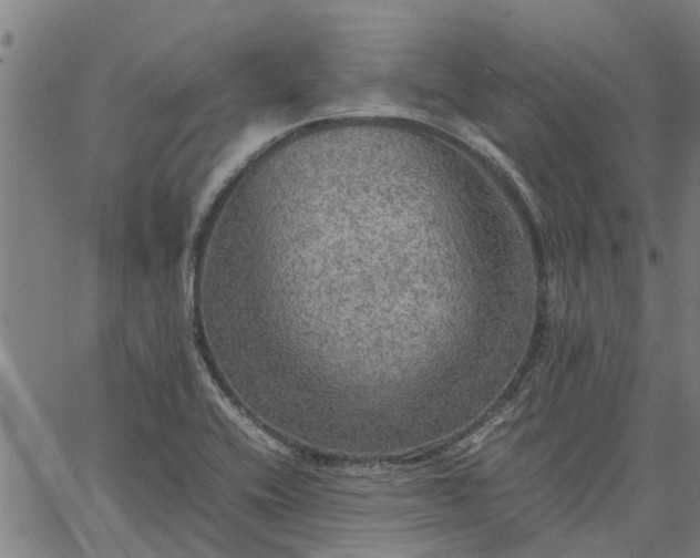 X0000065241416200603031727