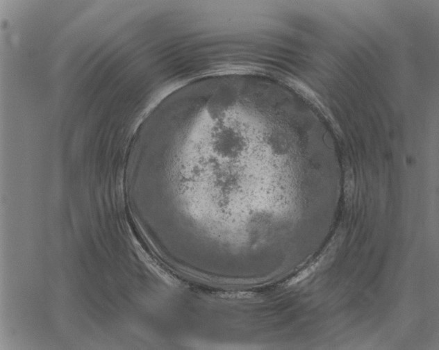 X0000065241417200603031727