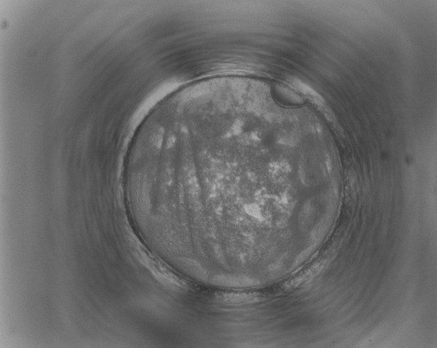 X0000065241427200603031727