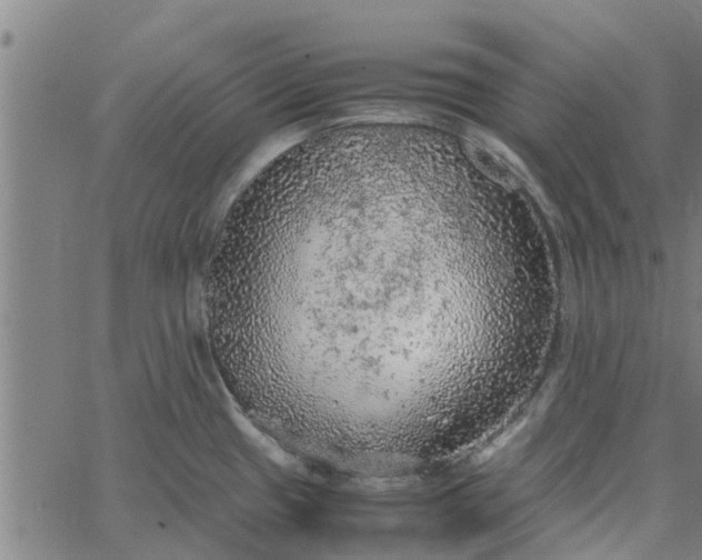 X0000065241433200603031727