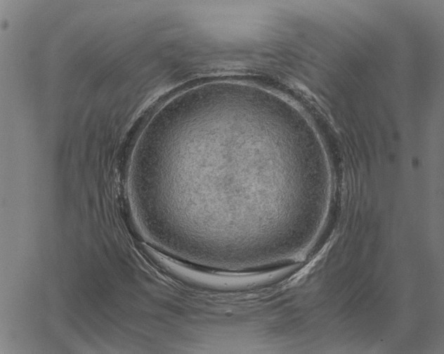 X0000065241449200603031726