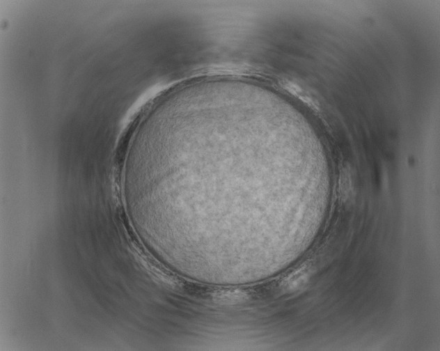 X0000065241454200603031726