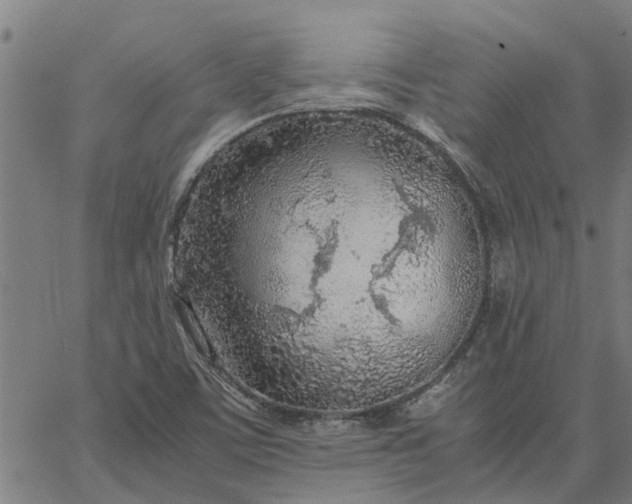 X0000065241459200603031726