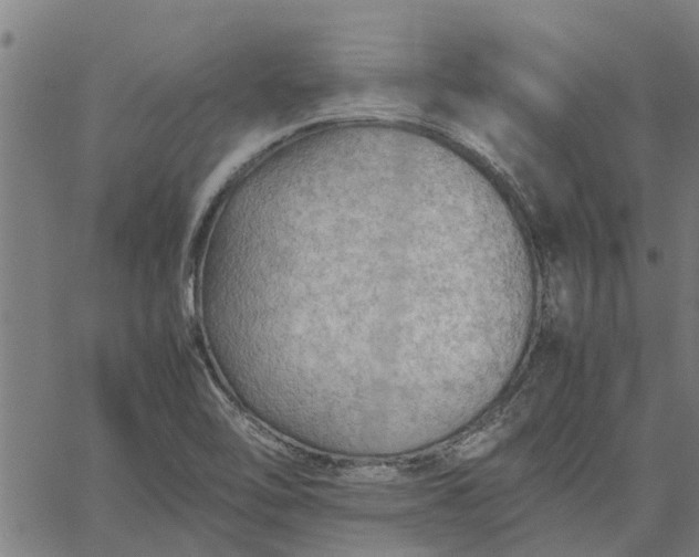 X0000065241462200603031726