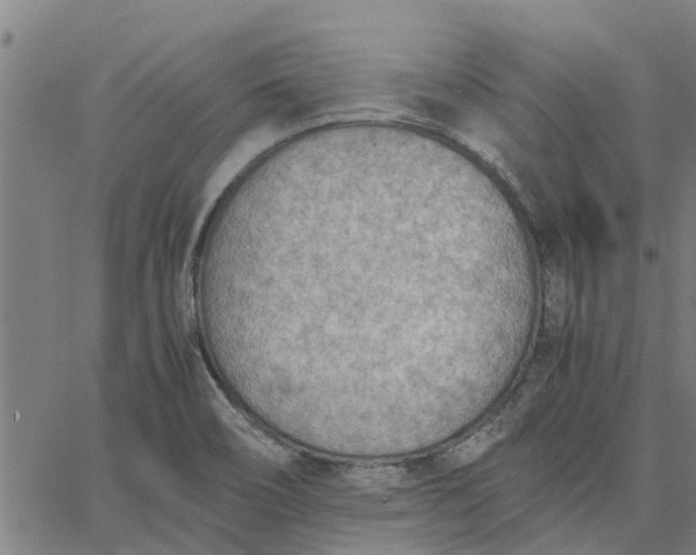 X0000065241466200603031726