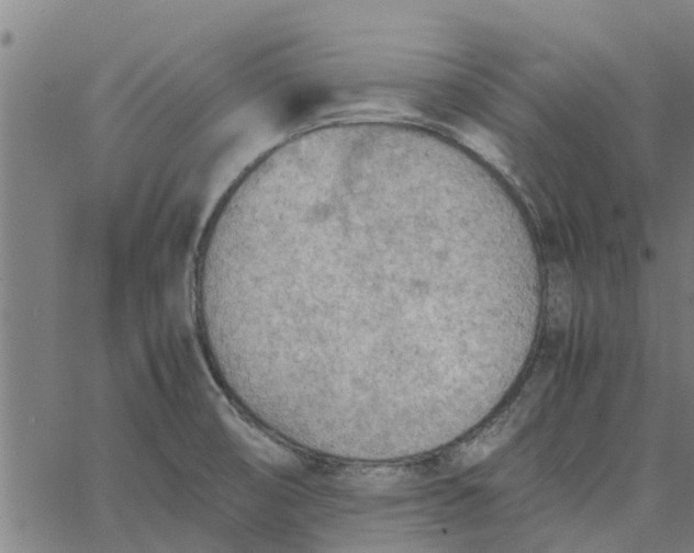 X0000065241474200603031726