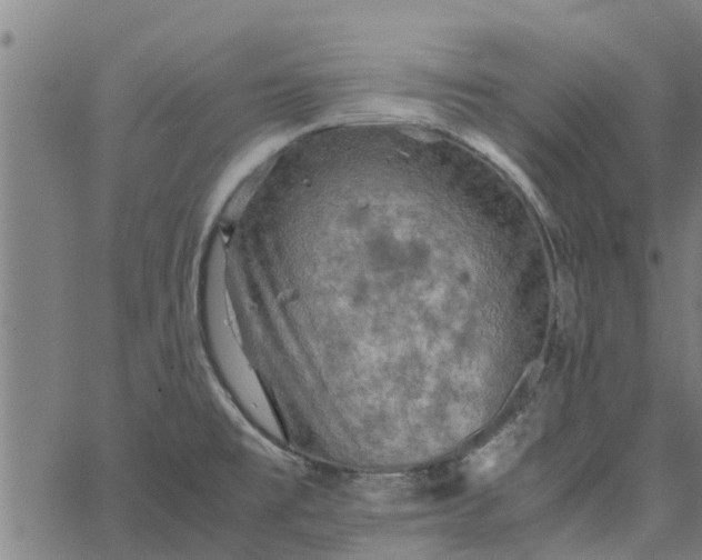 X0000065241477200603031726