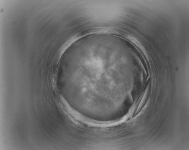 X0000065241481200603031726