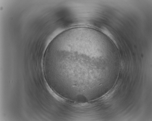 X0000065241482200603031726