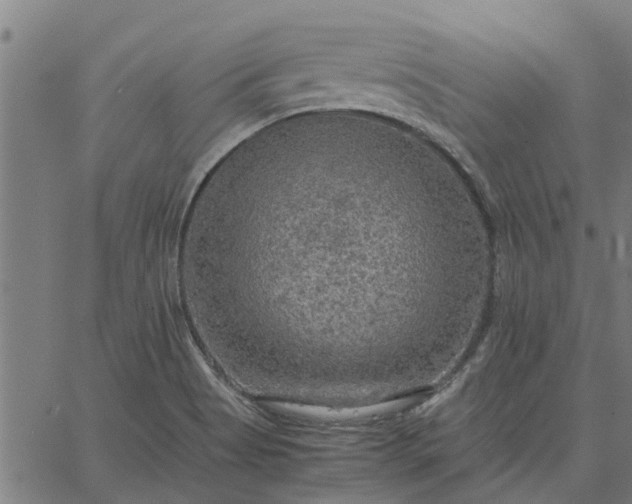 X0000065241513200603031725