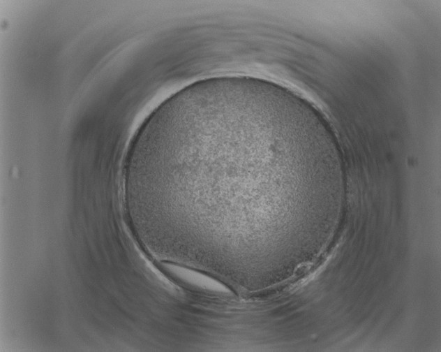 X0000065241517200603031725