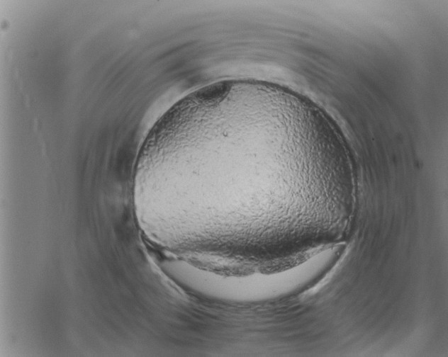 X0000065241529200603031726