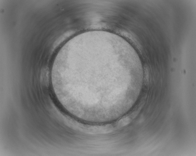 X0000065240016200603131114