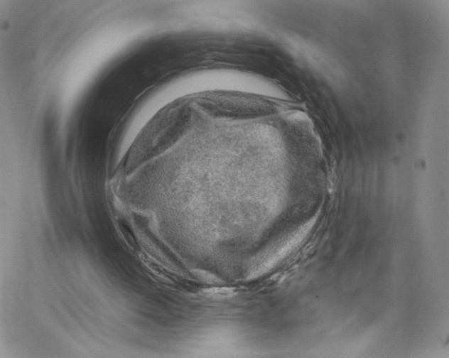 X0000065240052200603131113