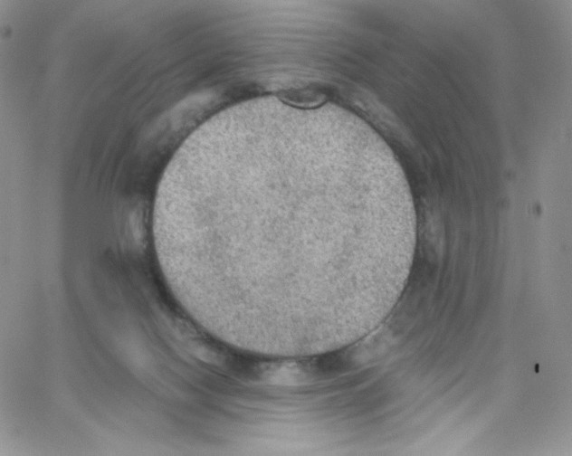 X0000065240074200603131113