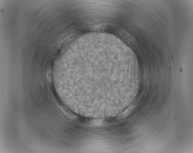 X0000065240090200603131114