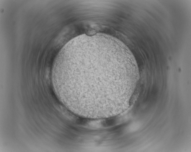 X0000065240178200603131112