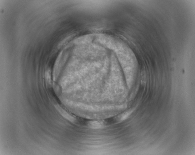 X0000065240238200603131111