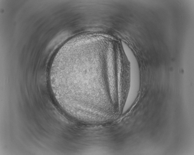 X0000065240243200603131110