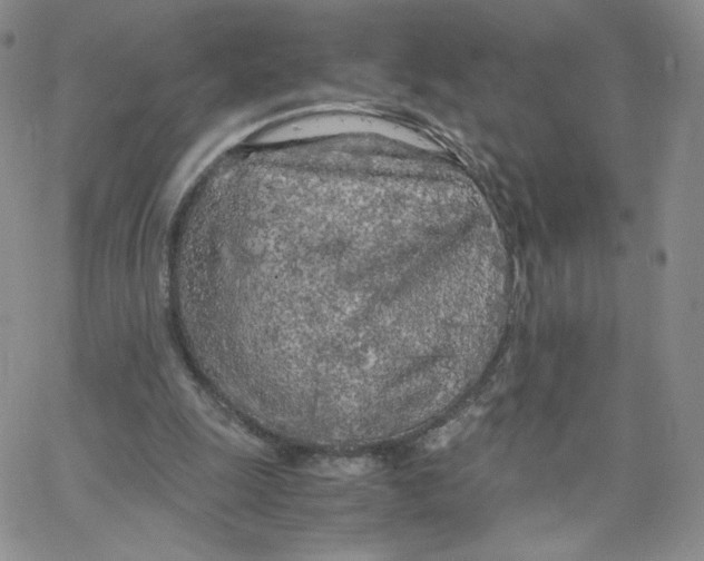 X0000065240247200603131110