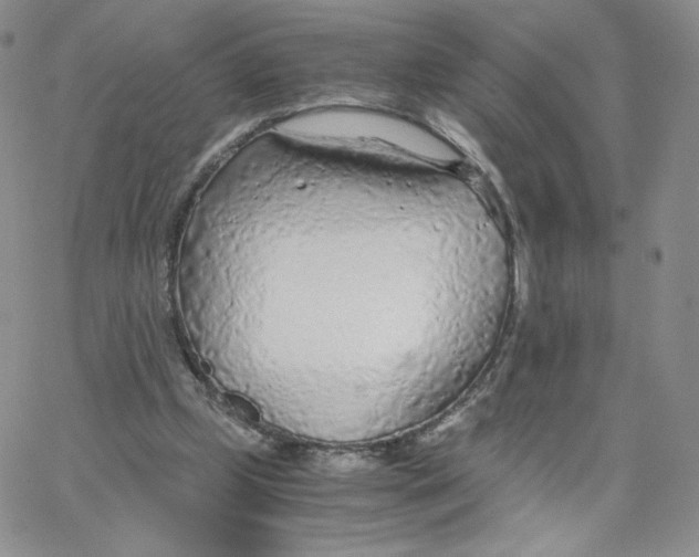 X0000065240249200603131110