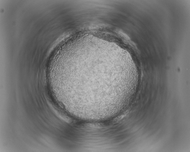 X0000065240250200603131110