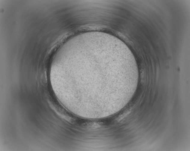 X0000065240254200603131110