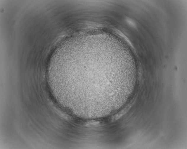 X0000065240257200603131110