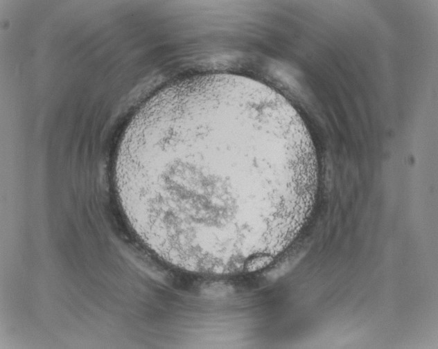 X0000065240258200603131110