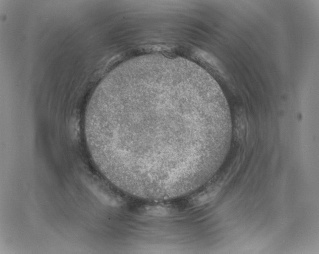 X0000065240259200603131110