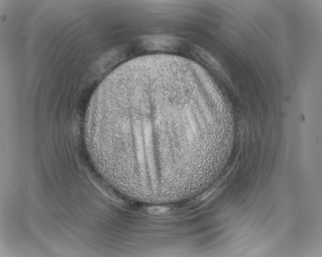X0000065240265200603131110