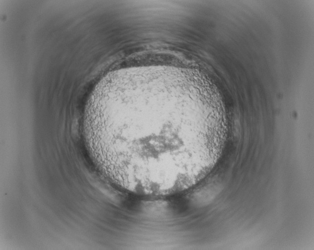 X0000065240266200603131110