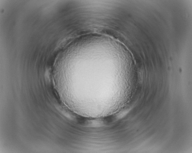 X0000065240286200603131111