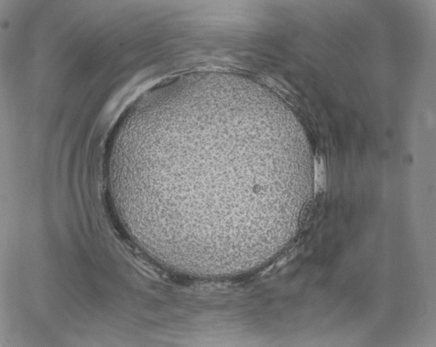 X0000065240291200603131110