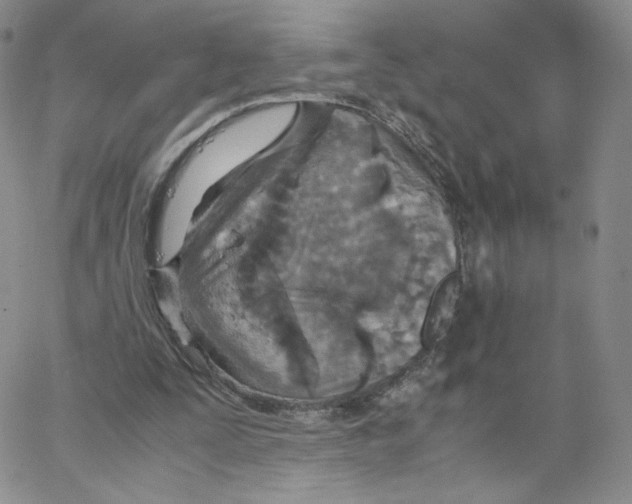 X0000065240295200603131110
