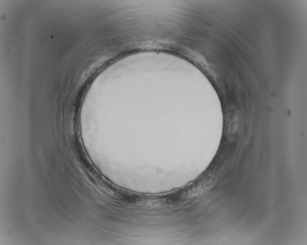 X0000065240299200603131110