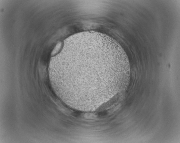 X0000065240327200603131109