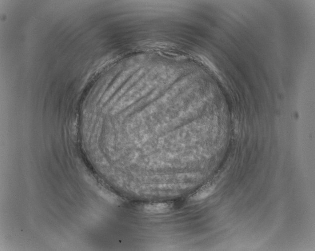 X0000065240357200603131109