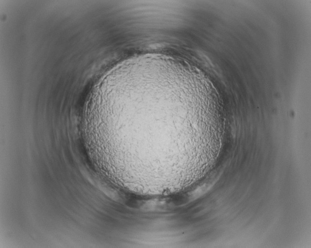 X0000065240366200603131109