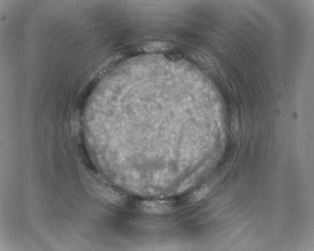 X0000065240367200603131109
