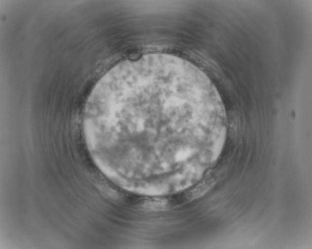 X0000065240369200603131109