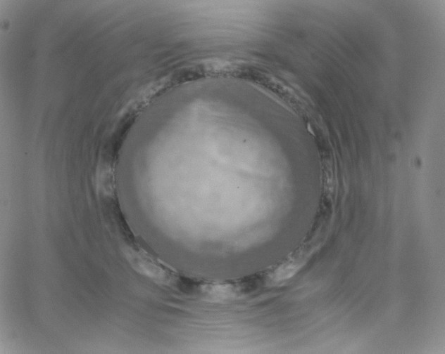 X0000065240419200603131108