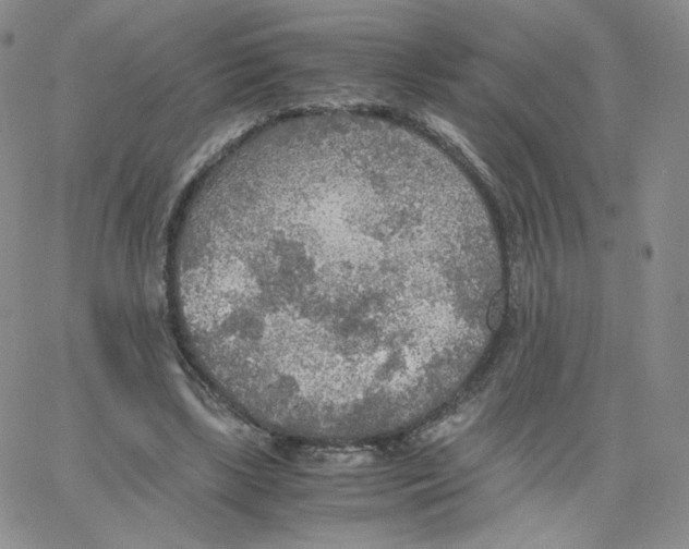 X0000065240443200603131107