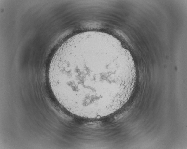 X0000065240447200603131107