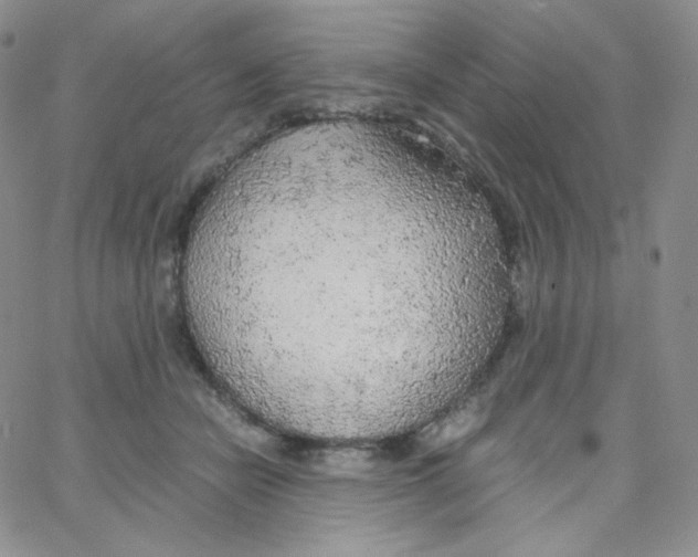 X0000065240462200603131107