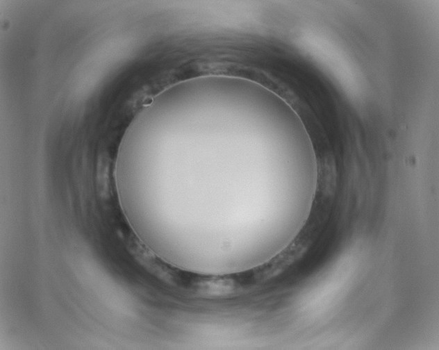 X0000065240525200603131106